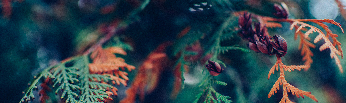 banner image